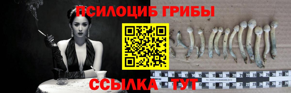 Псилоцибиновые грибы Psilocybe Новокуйбышевск